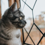 Zanzariere per Gatti: Proteggi la Tua Casa e il Tuo Amico Fedele!